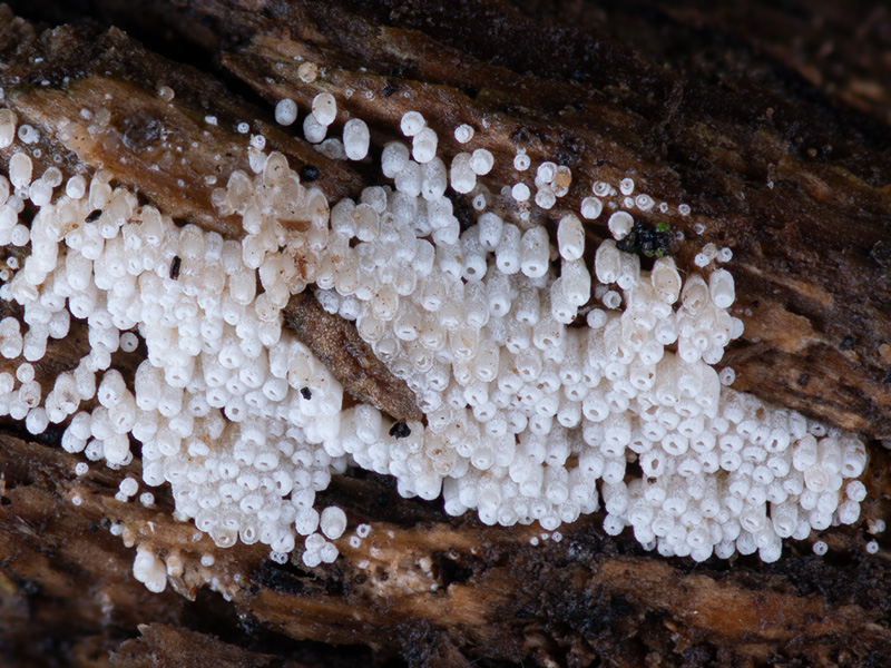 Henningsomyces puber